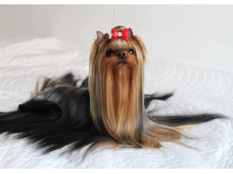 Şecere evraklı yorkshire terrier yavrular