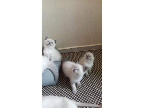 Mavi gözlü koca kafalı bluepoint british shorthair yavruları