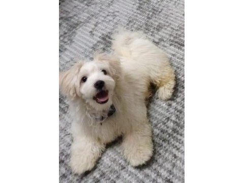 6 aylık oyuncu sağlıklı eğitimli maltipoo yavrusu