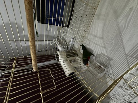 Mükemmel yavru gökkuşağı lori papağanı
