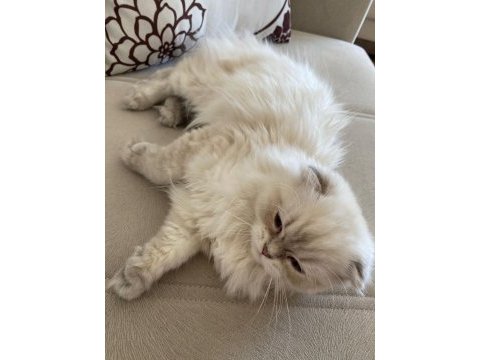 Brıtısh longhaır sılver 4.5 aylık