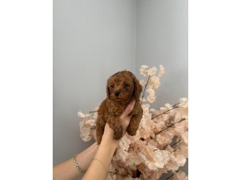 Birbirinden sevimli toy poodle yavrularım
