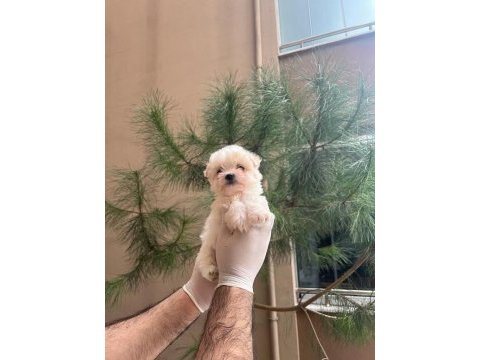 Maltipoo yavrularım sağlık ve ırk garantili