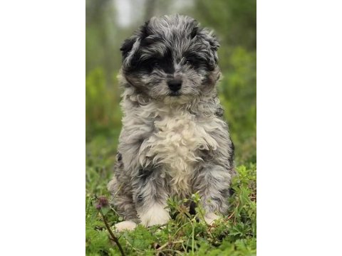 Trde nadir bulunan dizayn ırk mini ausiedoodle yavrumuz