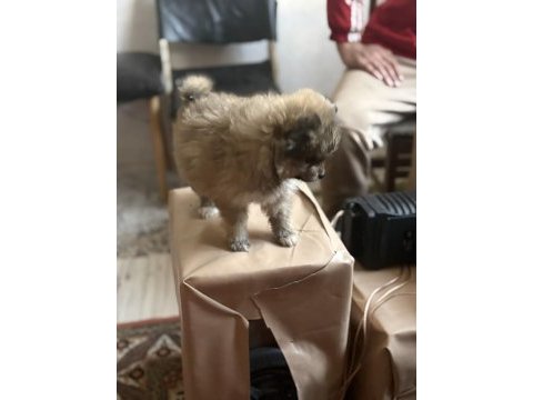 Pomeranian erkek yavru