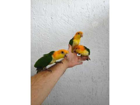 Dünya güzeli caique bebeklerim