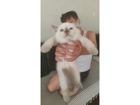 Scottish fold colorpoint