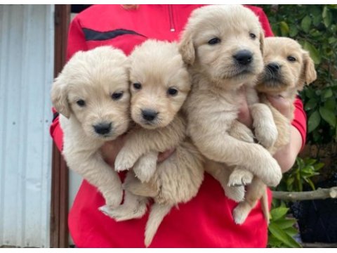 Orjinal golden retriever yavrular