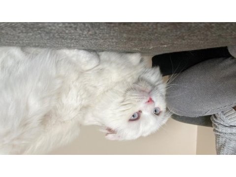 Scottish fold 1 yaş