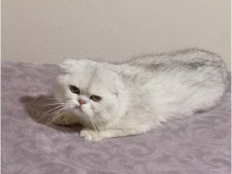 Kaderi kötü başlayan kedinin mucizesi olurmusunuz