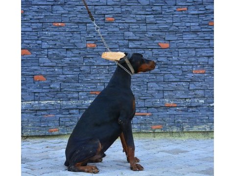 A class fcı kıf şecereli doberman son yavru
