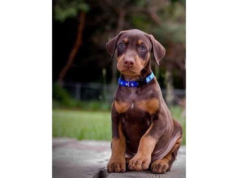 Siyah ve kızıl king doberman yavrularımız