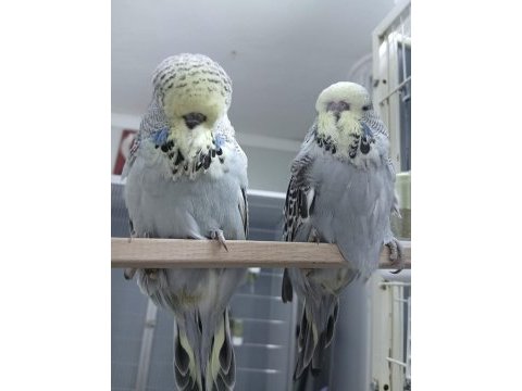 Show jumbo muhabbet kuşu