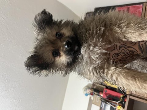Pomeranian köpeğimiz