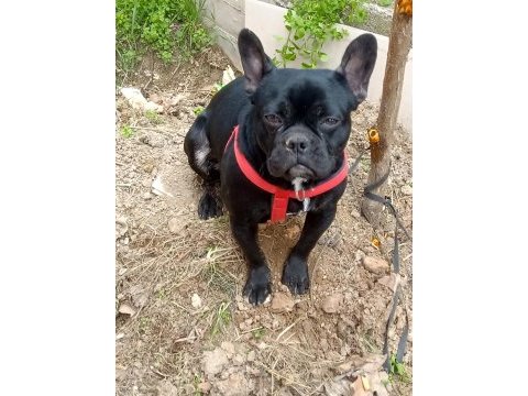 7 aylık siyah french bulldog