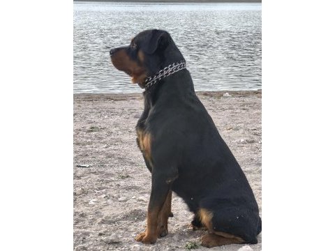 Mükemmel ahlaklı anne babadan gelen asaletli rottweiler