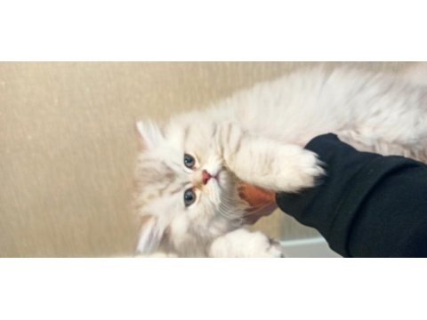British longhair ns 11 silver