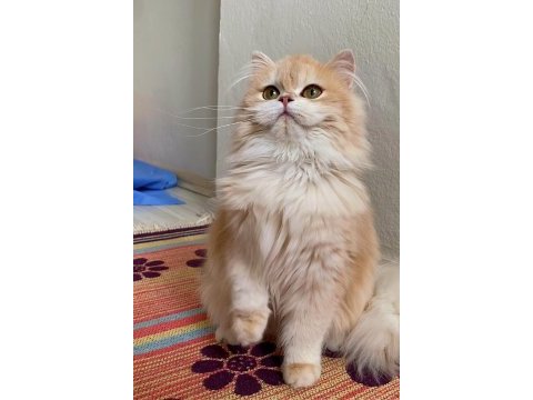 British longhair güzel kızıma yuva arıyorum