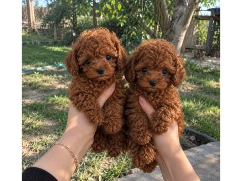 Red brown minik toy poodle yavrular
