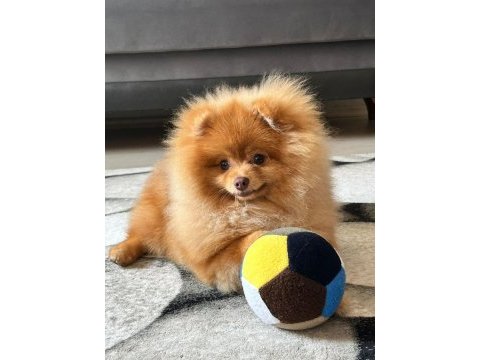 Pomeranian boo 3 aylık