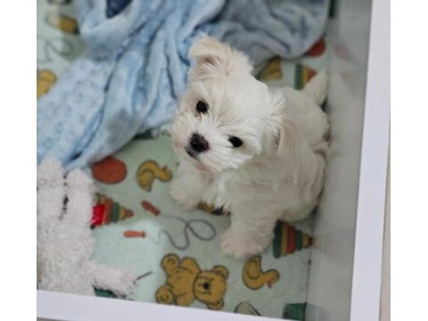Teacup korekan maltese yavrularımız