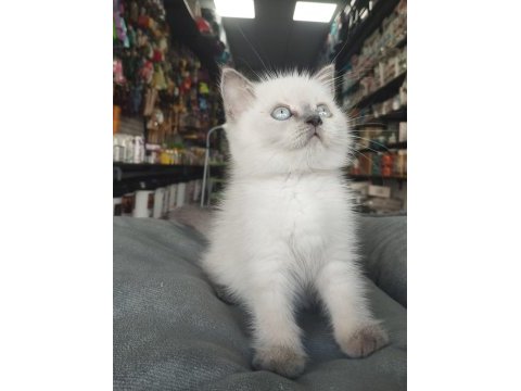 Erkek ve dişi safkan british shorthair bebekler