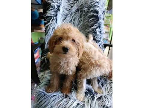 Maltipoo yavrular