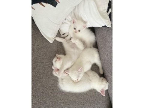 Chinchilla 1,5 aylık yavrular