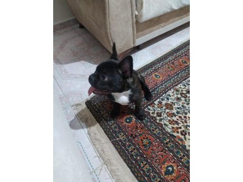 4 aylık yavru french bulldog