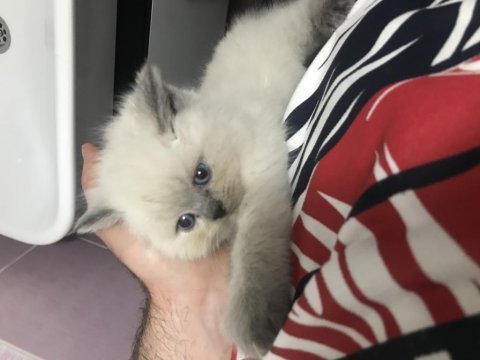 British shorthair blue point