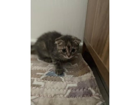 Acil scottish fold sahiplendirme
