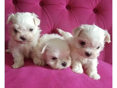 Kore maltese yavrularım