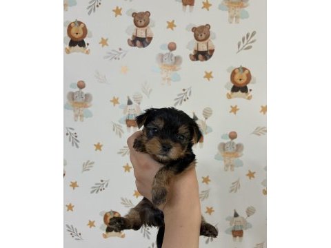Kore surat yorkshire terrier bebeklerimiz