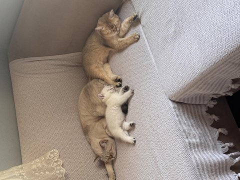 British shorthair kedisi