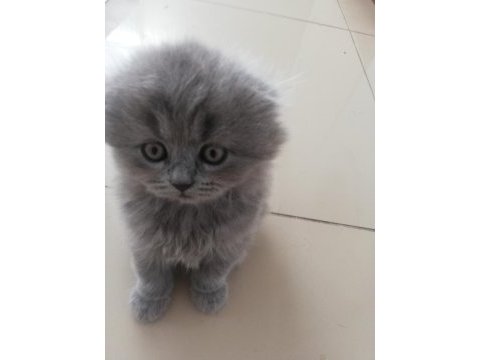 British longhair yavrularım hazırlar