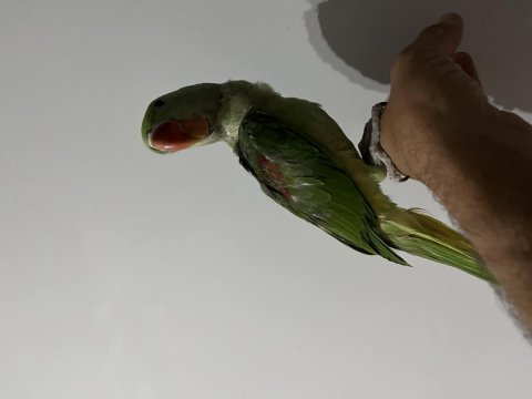 Yavru alexander papağanı 3 aylık