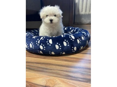 Orjinal kilo garantili maltese terrier yavrular