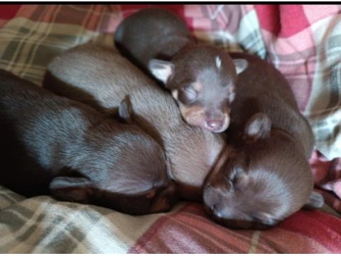 Yavru minyatür pinscher köpekler