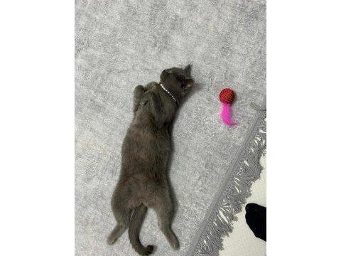 Safkan british shorthair 8 aylık dişi