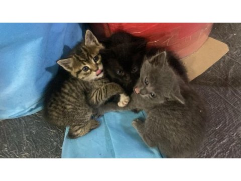 Lütfen acil olarak yuva arıyoruz kediler ücretsizler