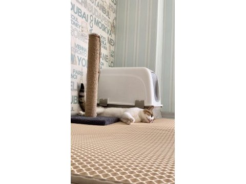 1.5 yaşında tekir uysal ve sevecen