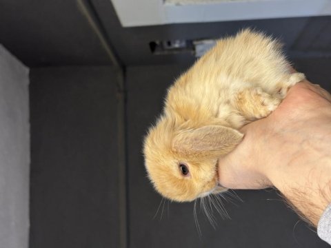 Veteriner hekimden hollanda lop mini lop ve cüce tavşan