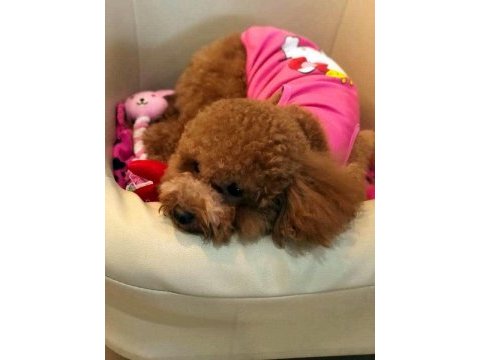 Tea cup  orjinal toy poodle yavrulari