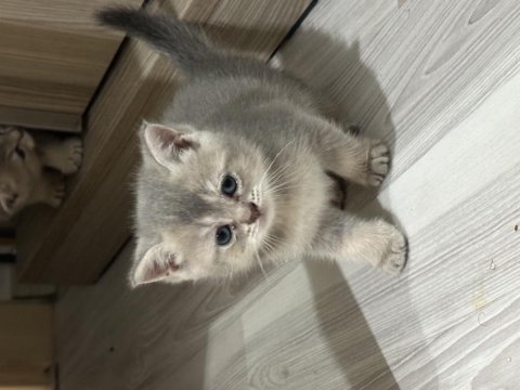 İzmir scottish fold british shorthair hemen teslim