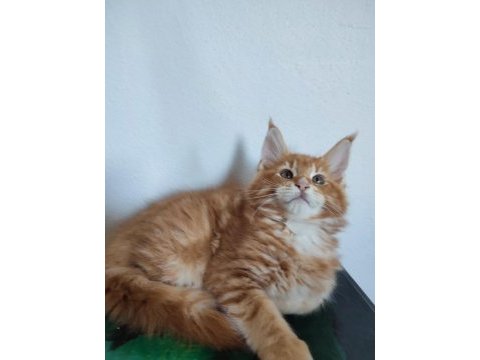 Dernek kayıtlı full şecereli aşıları tamam safkan maine coon