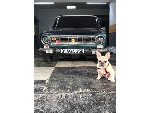 Eşleştirmek için dişi french bulldog arıyoruz