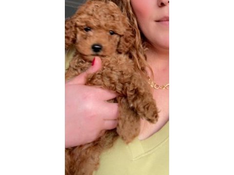 Kore - red brown - a kalite bebek yüzlü poodle