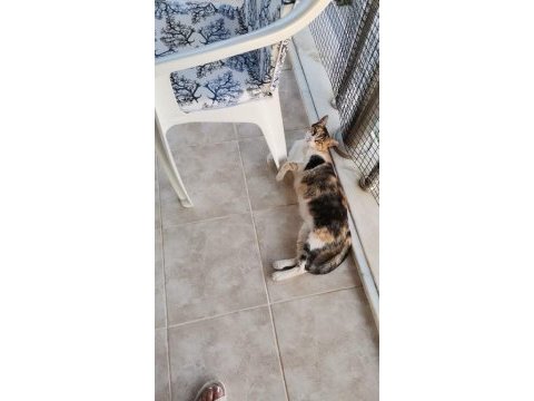 2 yaşında kısır calico ev kedisi
