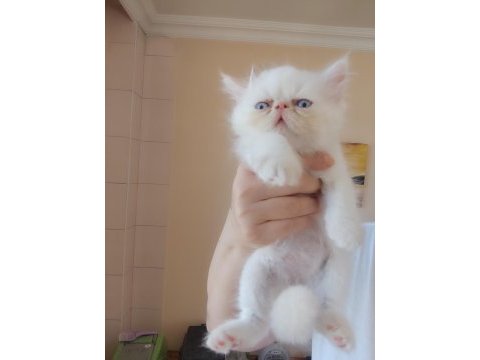 Persian bebekler uygun
