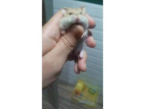 Avrupa safkan gonzales hamster yavrular